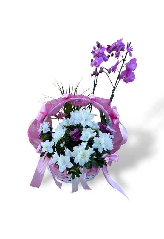 NövényHarmónia Kosár 1.